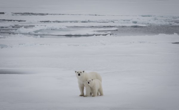 From the SWERUS-C3 Arctic Expedition.